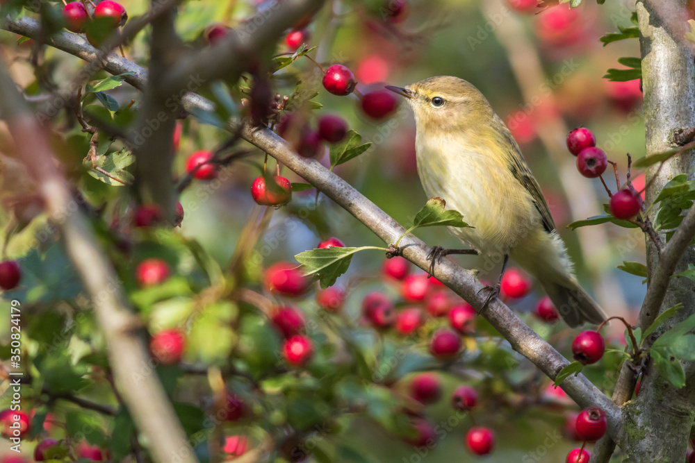 Common chiffchaff (Phylloscopus collybita)