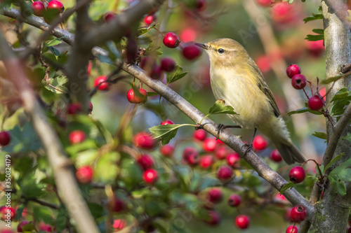 Obraz na płótnie Common chiffchaff (Phylloscopus collybita) w salonie
