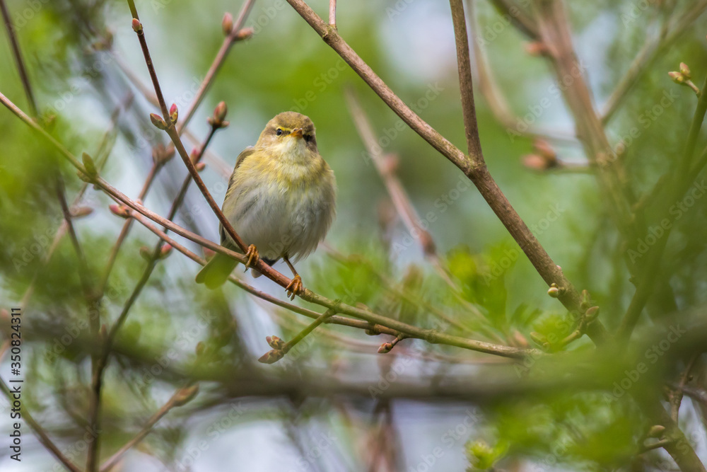 Common chiffchaff (Phylloscopus collybita)