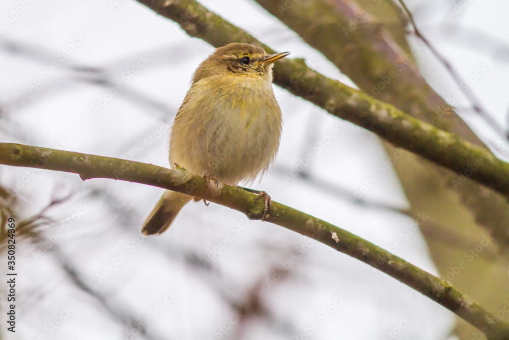 Common chiffchaff (Phylloscopus collybita)