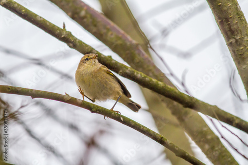 Obraz na płótnie Common chiffchaff (Phylloscopus collybita) w salonie