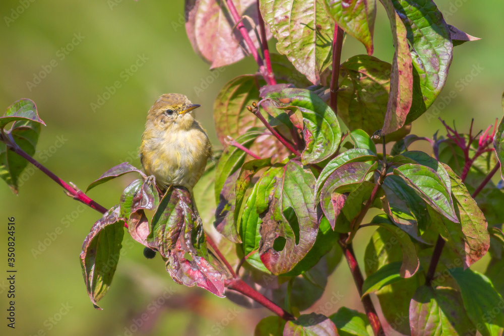 Common chiffchaff (Phylloscopus collybita)
