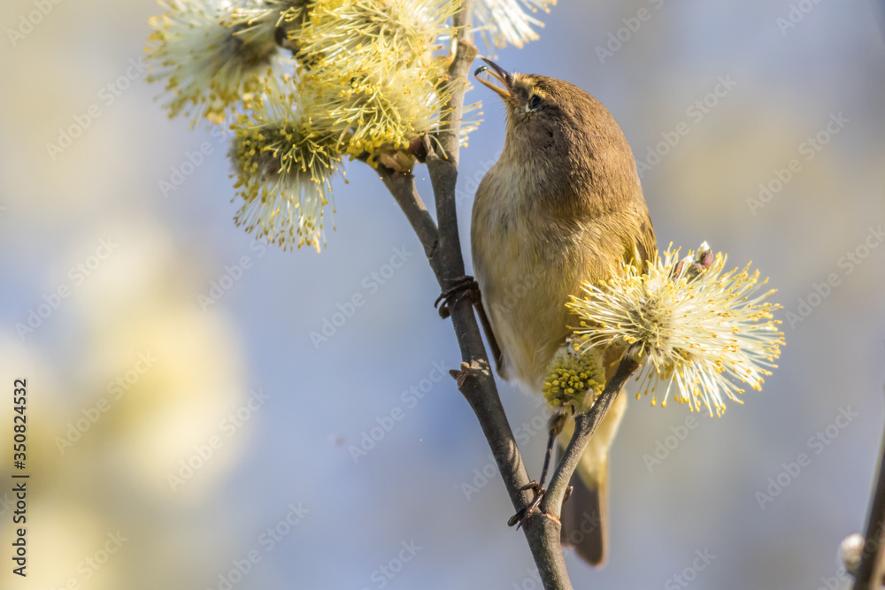 Common chiffchaff (Phylloscopus collybita)