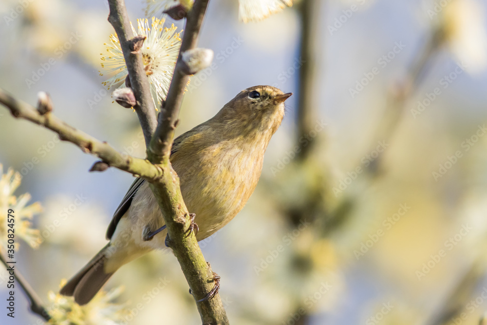 Common chiffchaff (Phylloscopus collybita)