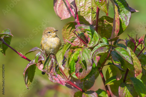 Obraz na płótnie Common chiffchaff (Phylloscopus collybita) w salonie
