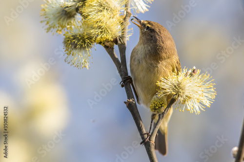 Obraz na płótnie Common chiffchaff (Phylloscopus collybita) w salonie