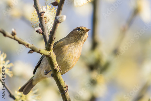 Obraz na płótnie Common chiffchaff (Phylloscopus collybita) w salonie