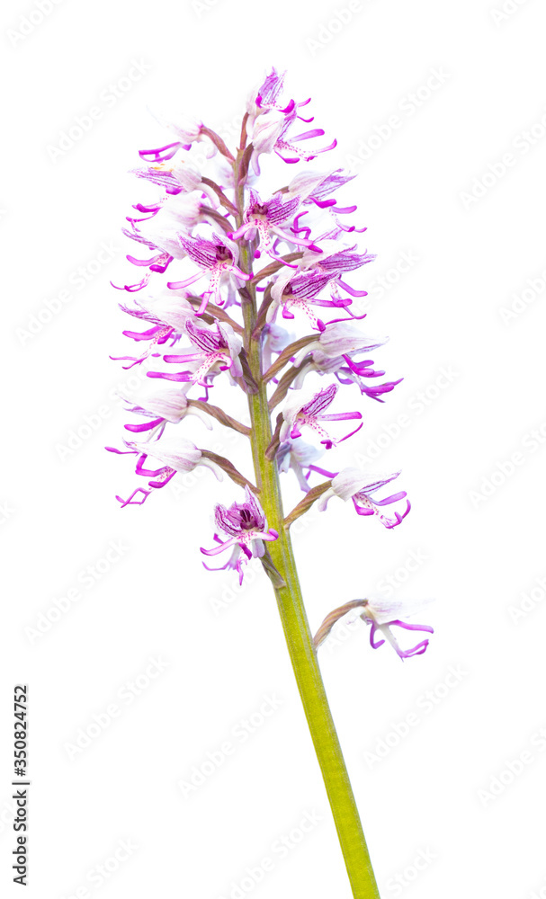 Orchis simia con fondo blanco