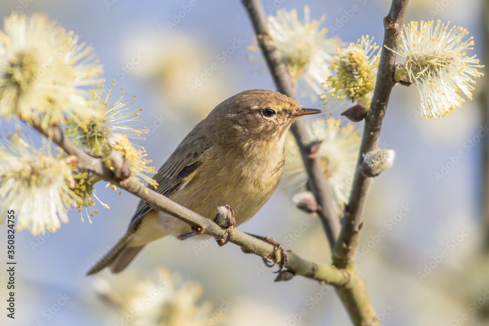 Common chiffchaff (Phylloscopus collybita)