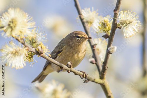 Common chiffchaff (Phylloscopus collybita) photo