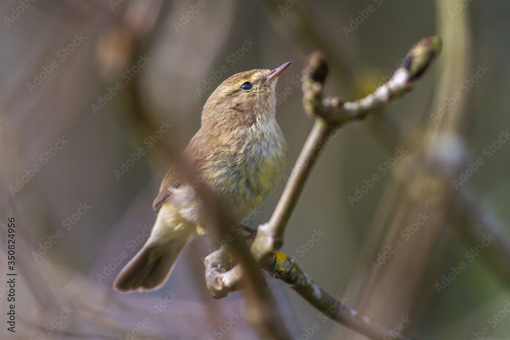 Common chiffchaff (Phylloscopus collybita)