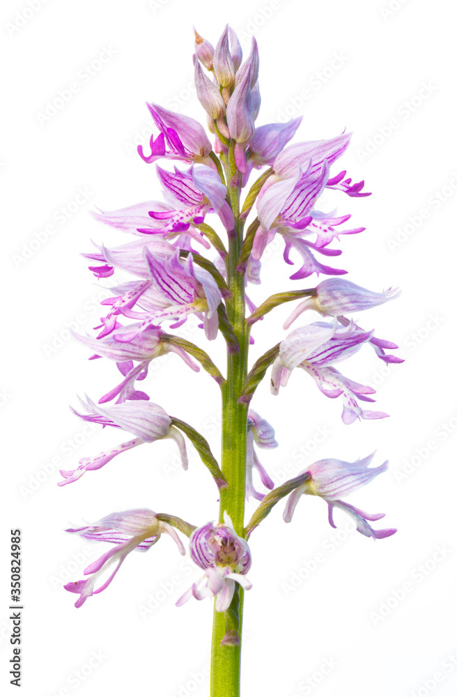 Orchis simia con fondo blanco Orchis simia con fondo blanco