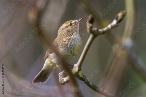 Obraz na płótnie Common chiffchaff (Phylloscopus collybita) w salonie
