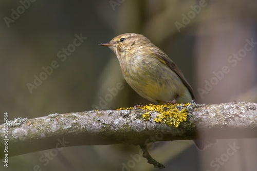 Obraz na płótnie Common chiffchaff (Phylloscopus collybita) w salonie
