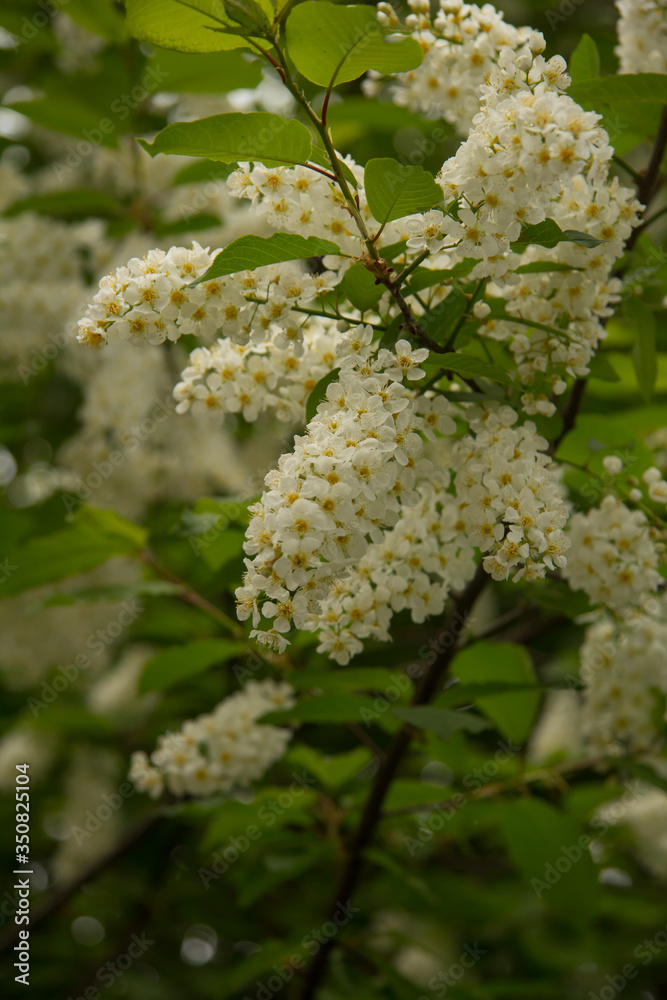 The cherry blossoms are blooming and fragrant.Beautiful nature.Spring Solikamsk The cherry blossoms are blooming and fragrant.Beautiful nature.Spring Solikamsk