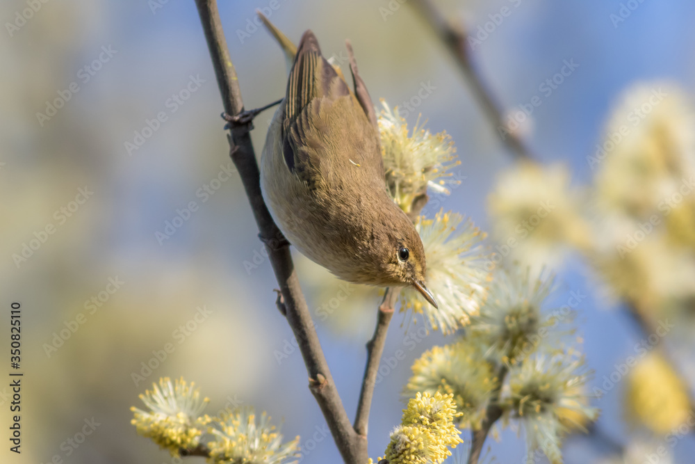 Common chiffchaff (Phylloscopus collybita)