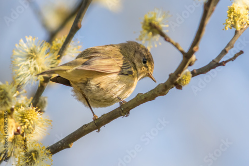 Common chiffchaff (Phylloscopus collybita)