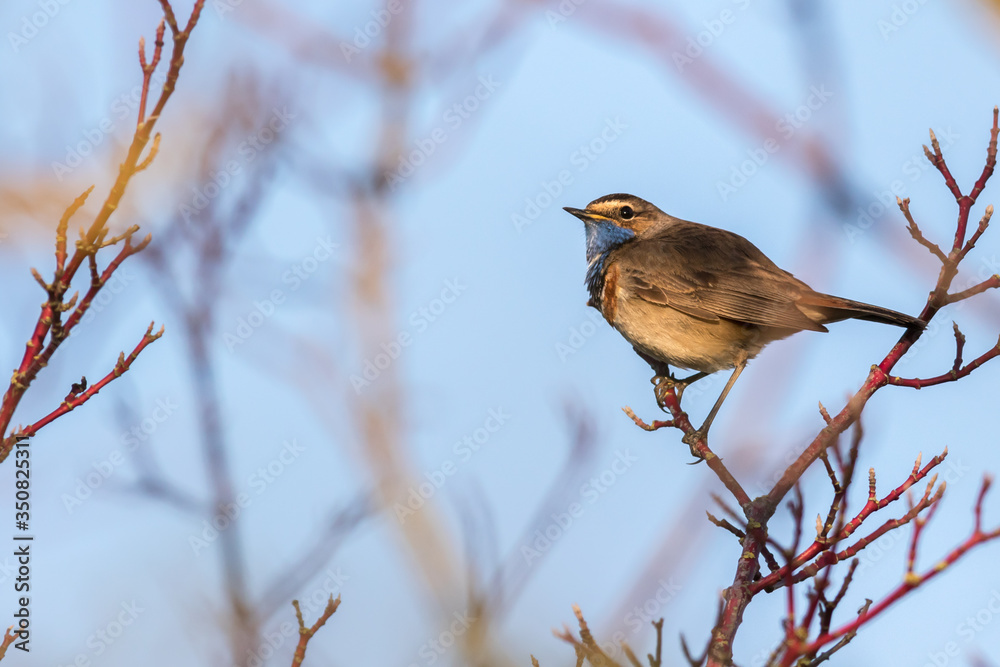 White-spotted bluethroat (Luscinia svecica)