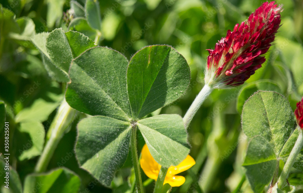 Obraz premium Kleeblüte mit vierblättrigem Blatt
