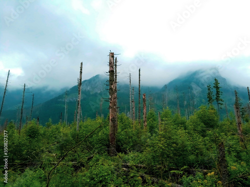 Smoke in the forest with damaged trees. Tatry, Poland