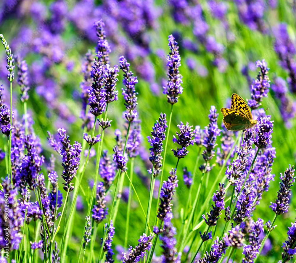 Naklejka premium Provence, Lavender field at sunset, Valensole Plateau in July. Colorful Butterfly on the Flower
