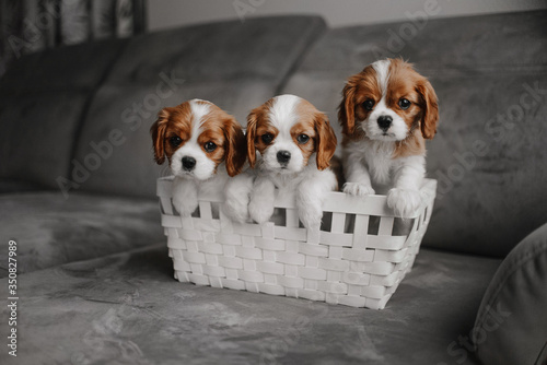 Fotografia cavalier king charles spaniel puppies posing in a basket together