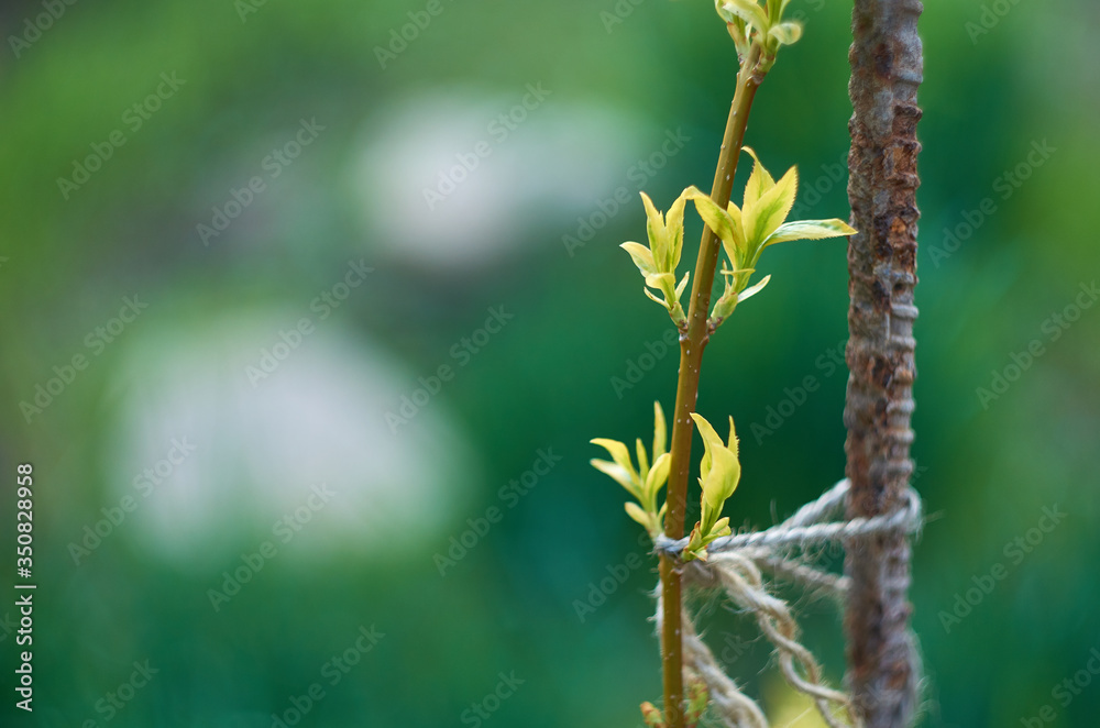 Small green leaves grow on a young branch that is tied with a texture rope Small green leaves grow on a young branch that is tied with a texture rope