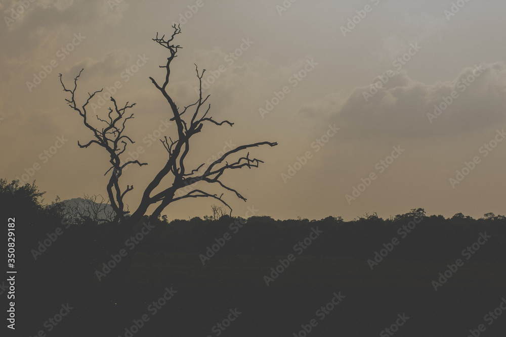 Stock Photo - Lonely tree view in forest jungle at season autumn winter with branches without leaves at a park in a cloudy day grey sky nature vintage retro background photo. Stock Photo - Lonely tree view in forest jungle at season autumn winter with branches without leaves at a park in a cloudy day grey sky nature vintage retro background photo.