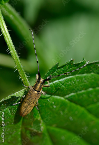 Beetle Agapanthia vilosoviridescens photo