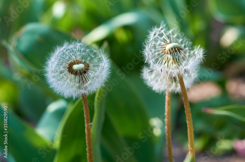 White fluffy dandelions and green leaves in the garden in spring