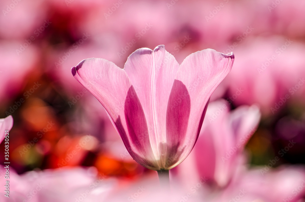 Close-up of a pink tulip in a flower bed with mainly pink specimens