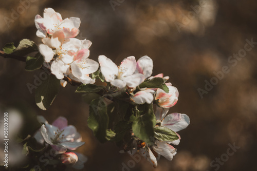 Beautiful spring background with blooming apple tree branches. White petals on a sunset background. Selective focus  selective focus
