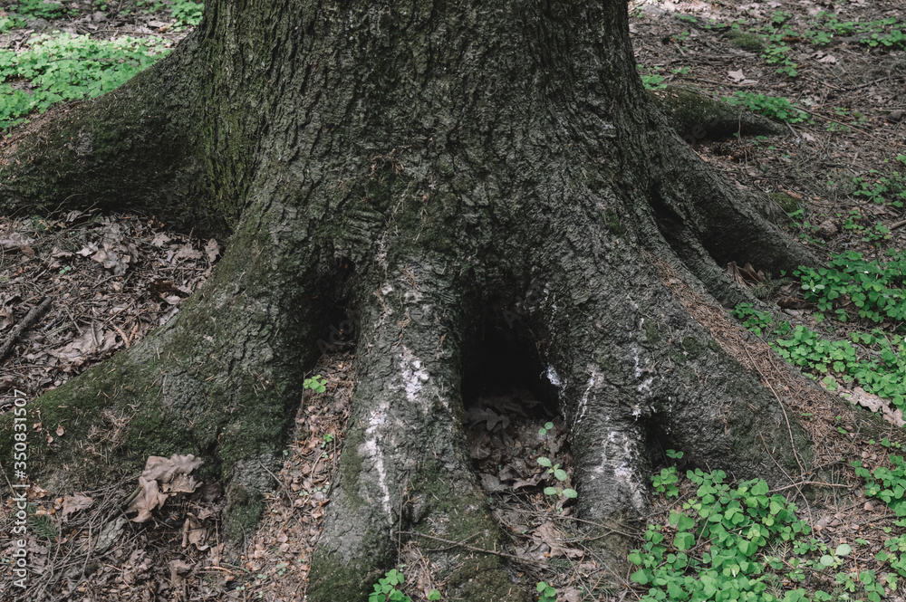 The roots of a large tree in the forest.