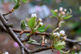 small green leaves and pear flowers with raindrops in the garden in spring