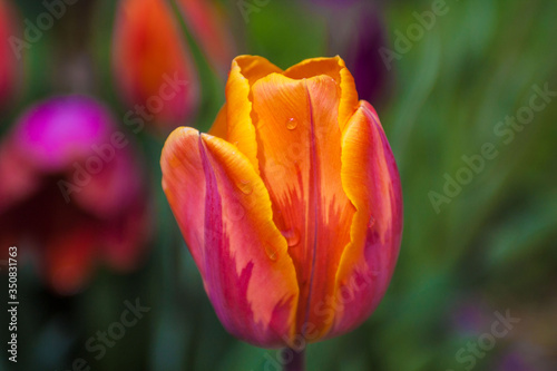 Tulip flower with water droplets