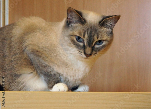 Siamese cat photo session on the table