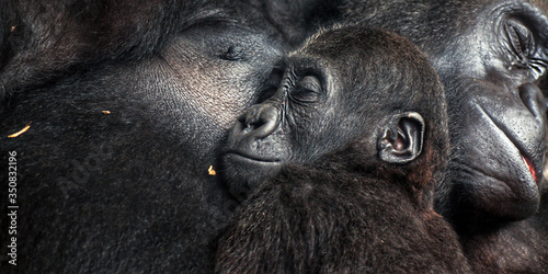 Fototapet Baby chimpanzee sleeping at his mother' chest, together with family