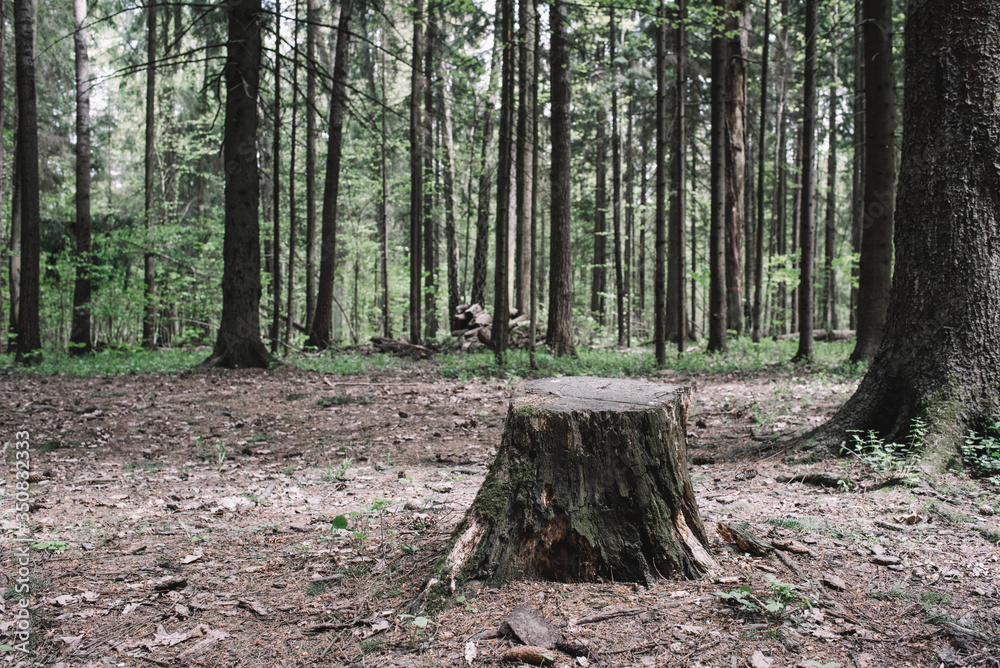 Tree stump after deforestation in a coniferous forest. Tree stump after deforestation in a coniferous forest.