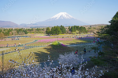 Flower park in Japan in spring, Mt Fuji in the background. 