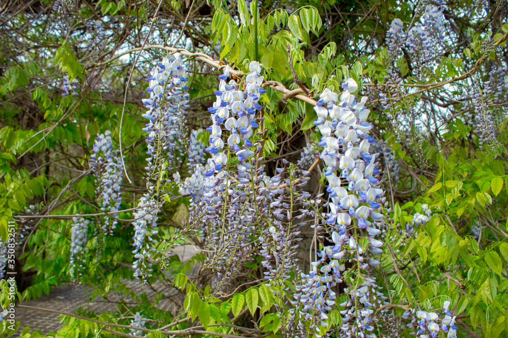 Wisteria is a genus of tall tree-like twigs of subtropical plants from the legume family with large tassels of fragrant lilac flowers. Landscaping.