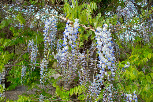 Obraz na płótnie Wisteria is a genus of tall tree-like twigs of subtropical plants from the legume family with large tassels of fragrant lilac flowers. Landscaping. w salonie