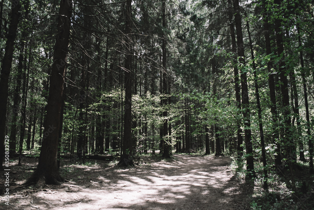 Fototapeta premium Sunlight passes through a dark green forest and illuminates a forest path. Dark forest background. Forest trees.