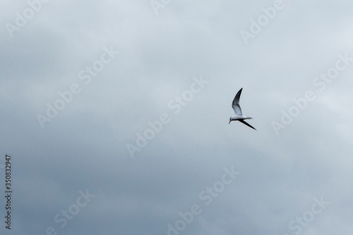 a lonely sea bird in the sky. Wildlife texture and background