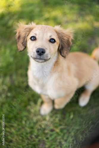  Little ginger puppy wants to play top view close portrait