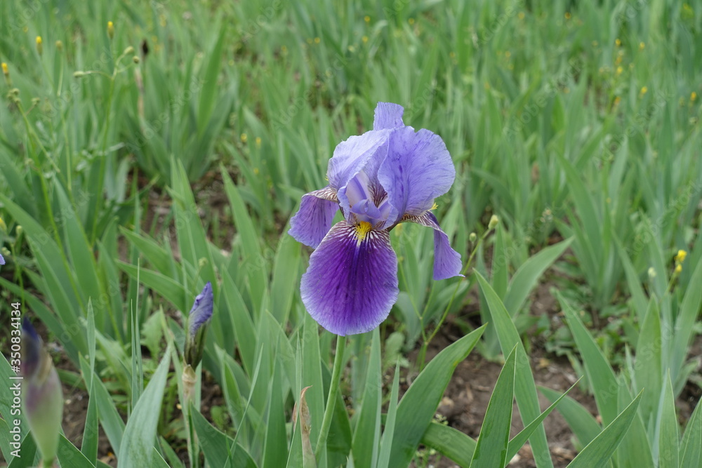 One flower of bearded iris in shades of purple in May