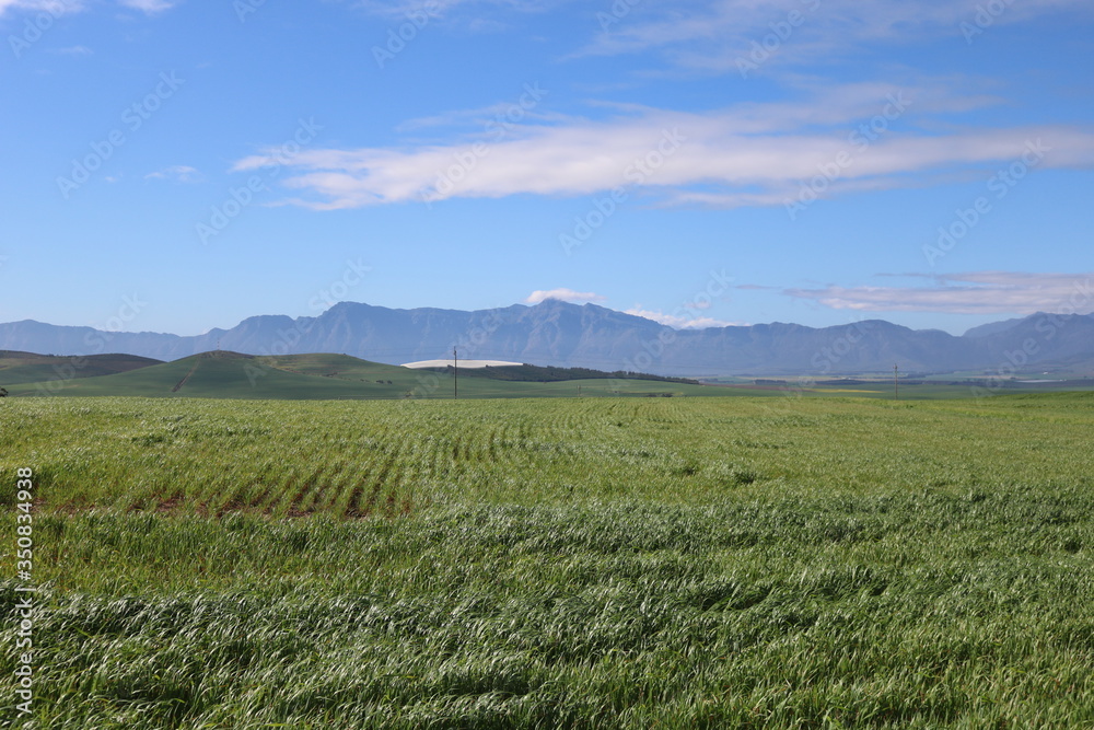 Landscape in the western cape