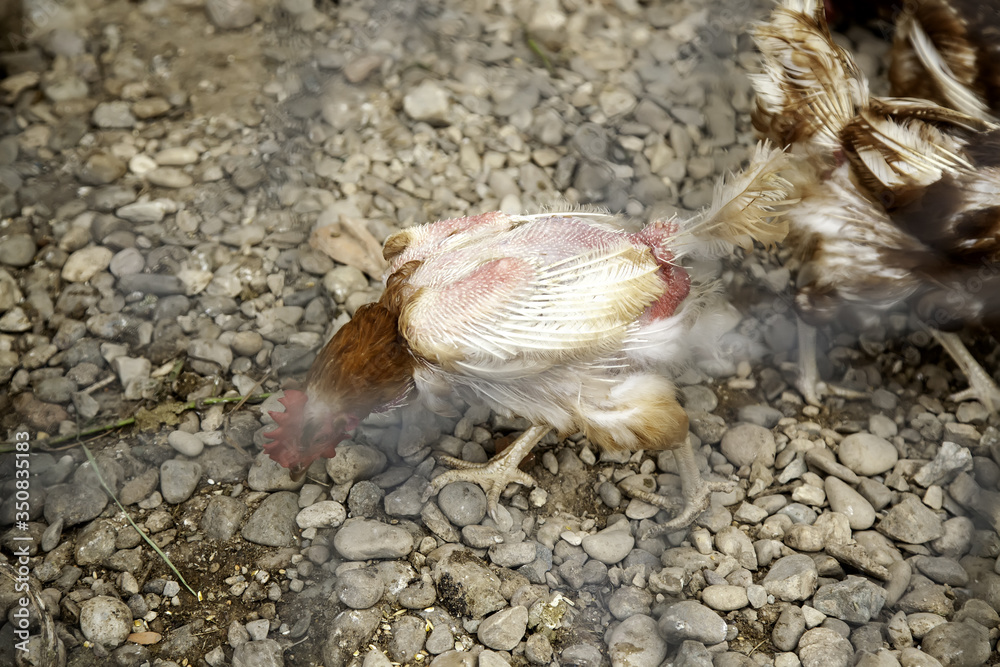 Obraz premium Chickens eating in a corral