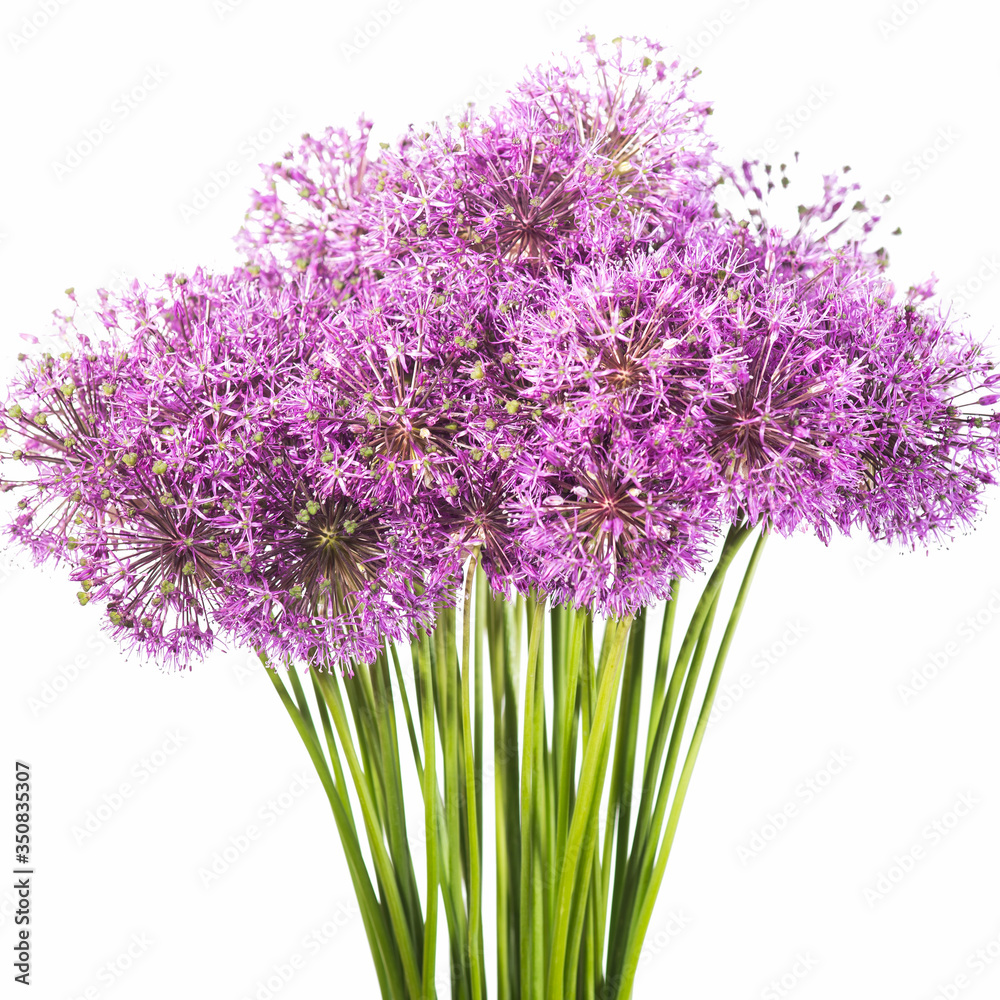 Fototapeta premium Close-up photo of purpe onion flowers bouquet isolated on white background