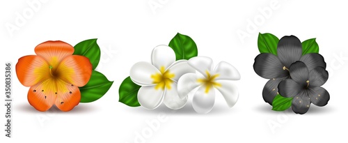 Vector set of realistic tropical hawaiian flowers plumeria and hibiscus. White-yellow isolated object frangipani on a white background. Summer paradise. Botanical nature illustration.