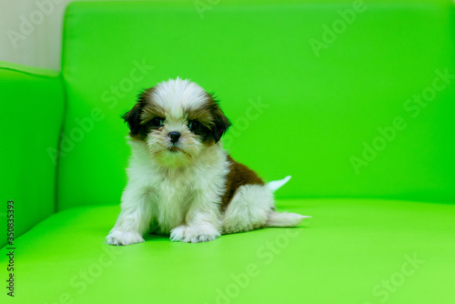 Cute Shih Tzu is playing on the green Shofa